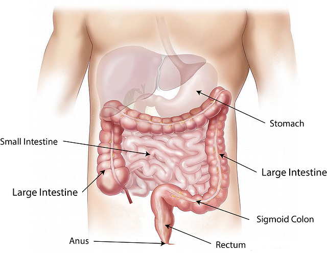 Drawing of the digestive system, including the stomach, small intestine, large intestine, sigmoid colon, rectum, and anus. Healing leaky gut involves the lining of the small intestine.