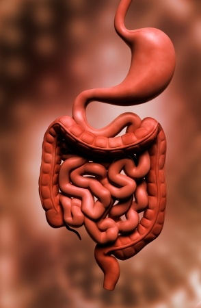 Human digestive system