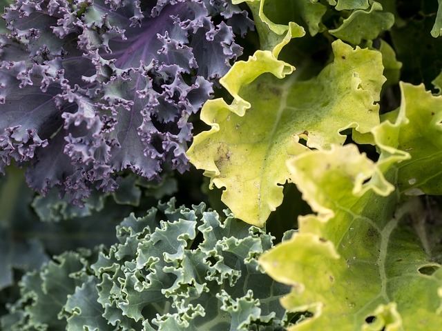 A photo of kale, which is a nutrient-dense food that is recommended on the autoimmune diet
