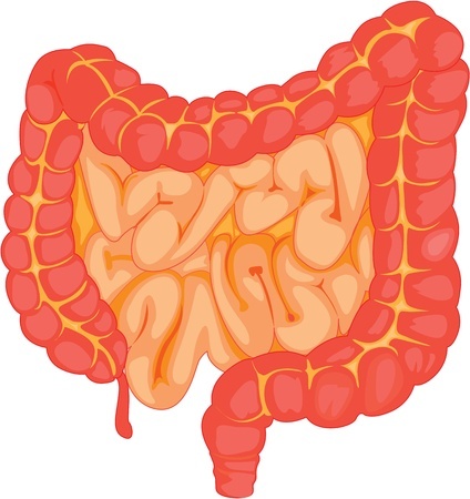 An image of the large and small intestines
