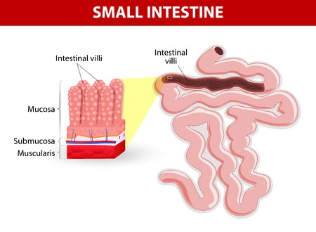 An image of the anatomy of the small intestine to help support the celiac disease definitions on this page
