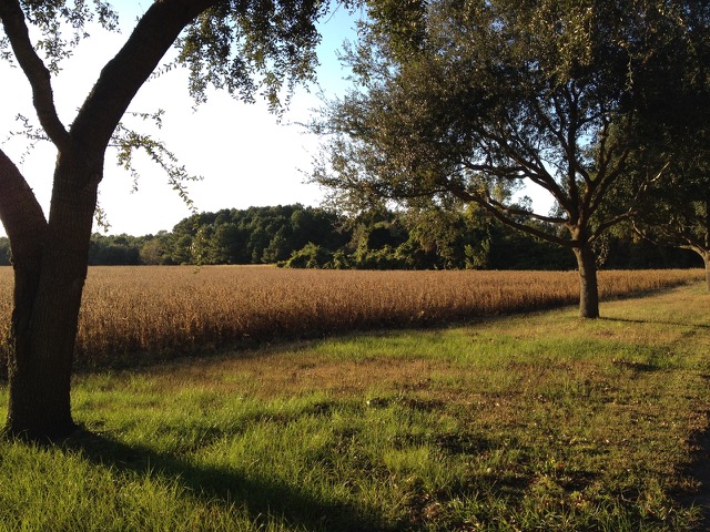 A photo of a soybean field, the day before harvest. Soybeans and other legumes are removed from the diet during the elimination phase of the paleo autoimmune protocol.