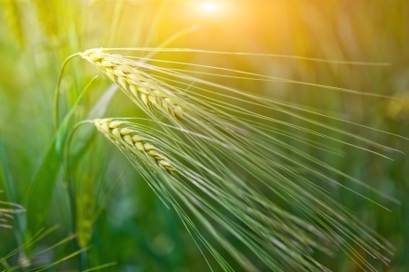 A photo of green wheat in the field, which is the most commonly consumed food that contains gluten