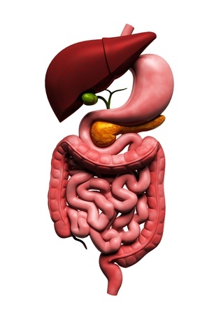 The human digestive system