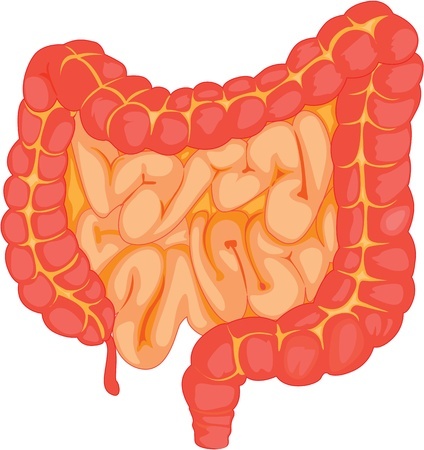 An image of the large and small intestines